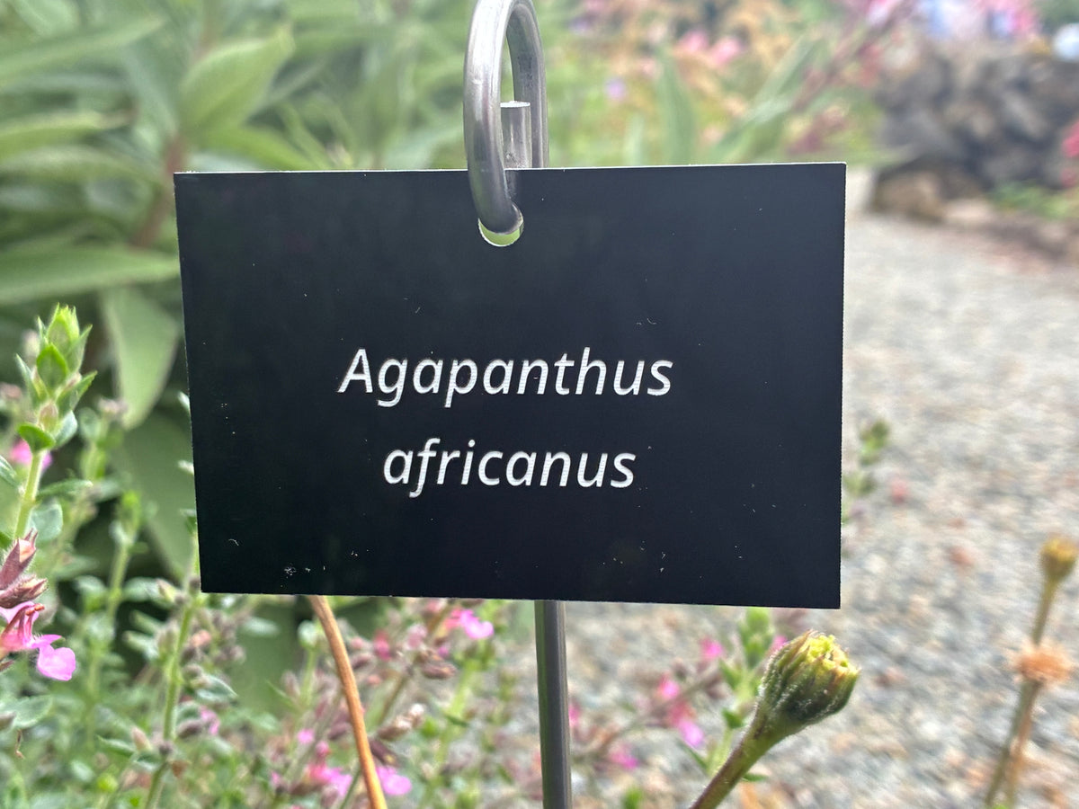 Agapanthus africanus - Plant label