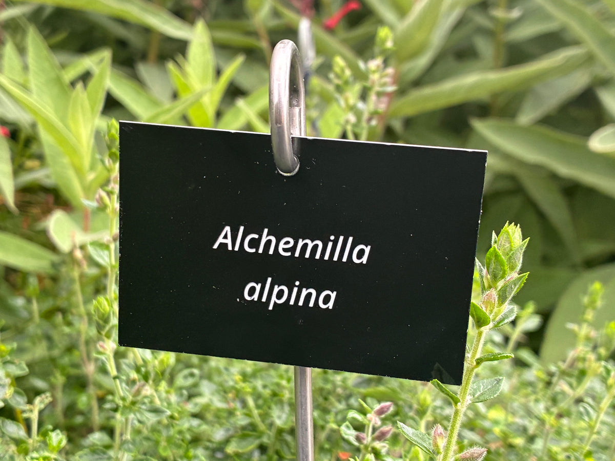 Alchemilla alpina - Plant label