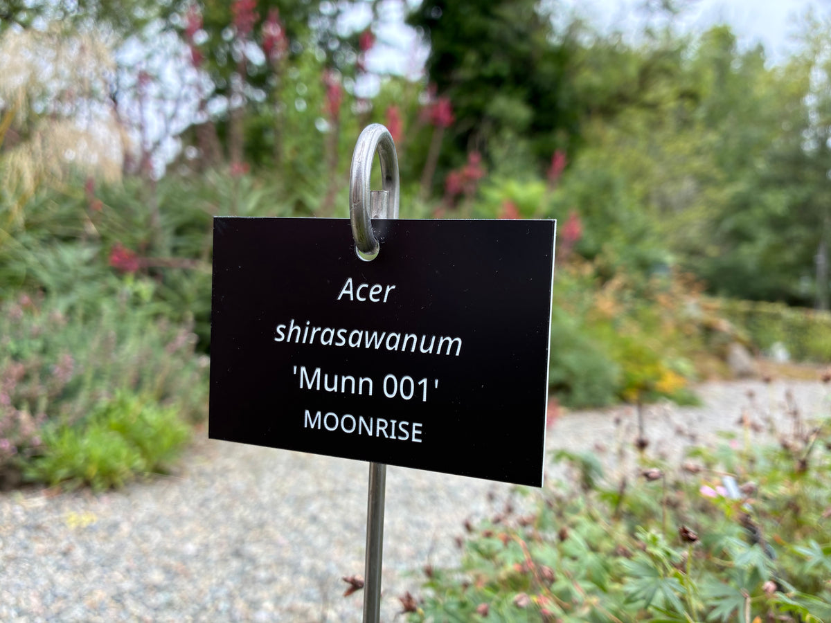 Acer shirasawanum 'Munn 001' MOONRISE - Plant label