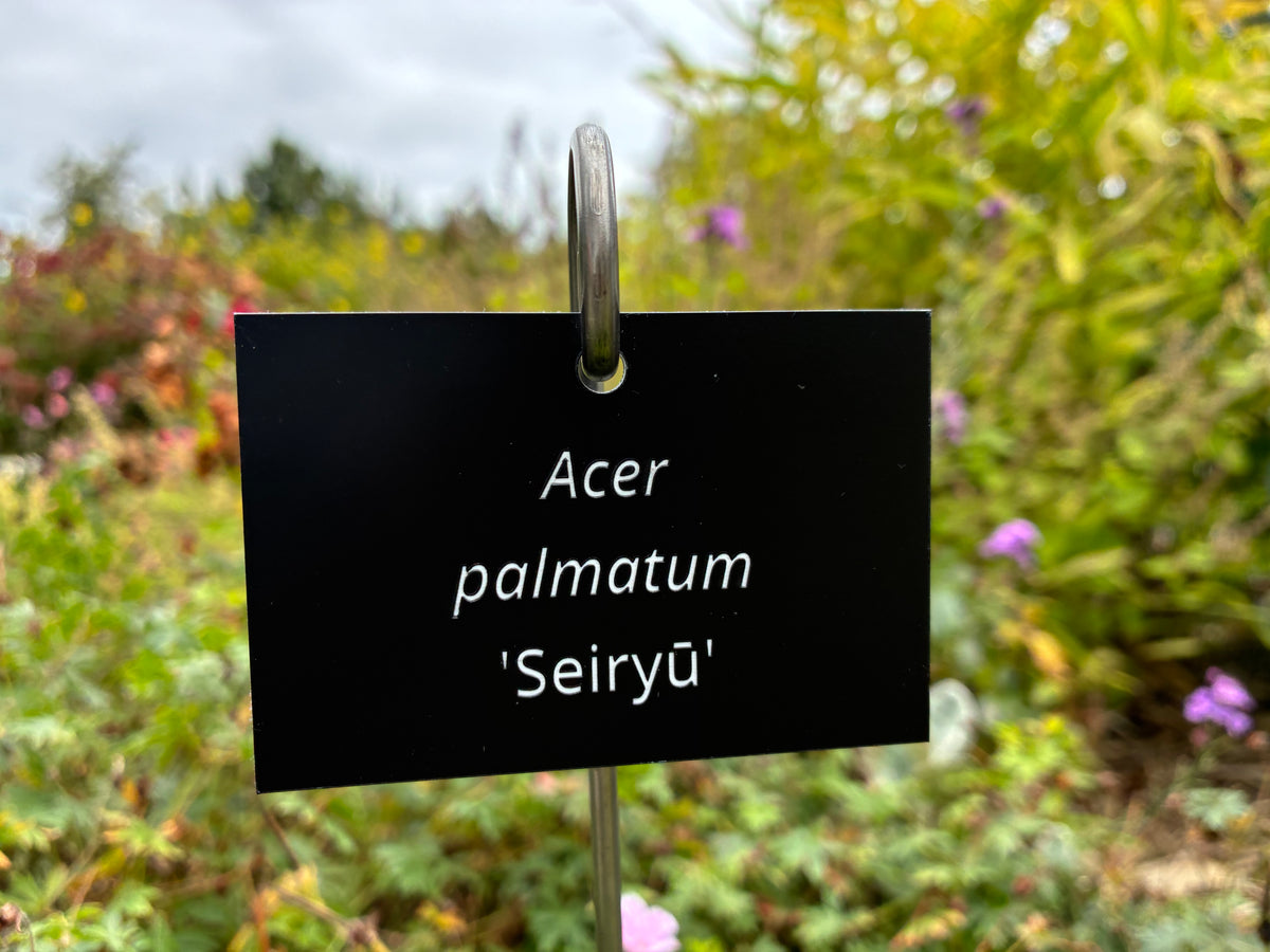 Acer palmatum 'Seiryū' - Plant label