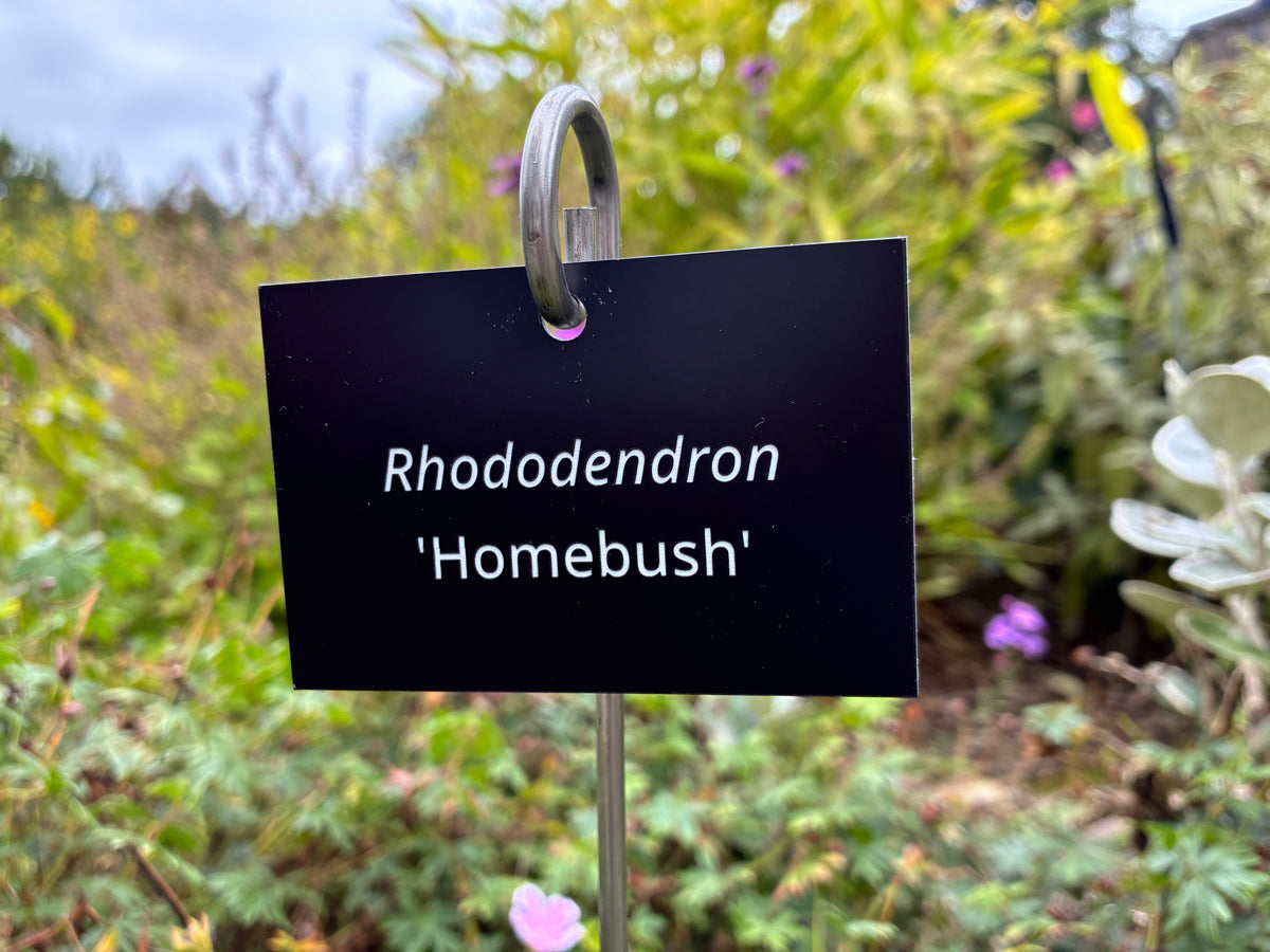 Rhododendron 'Homebush' - Plant label