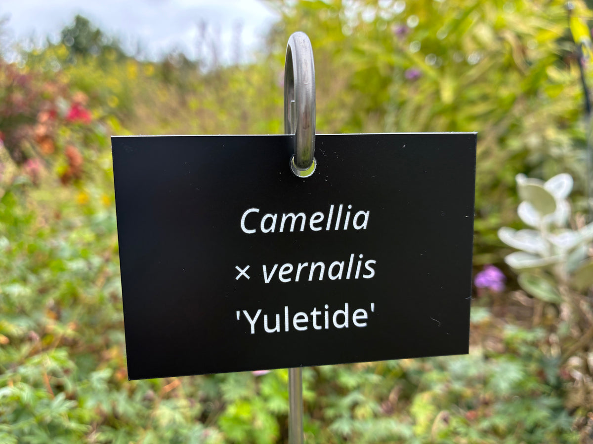 Camellia × vernalis 'Yuletide' - Plant label
