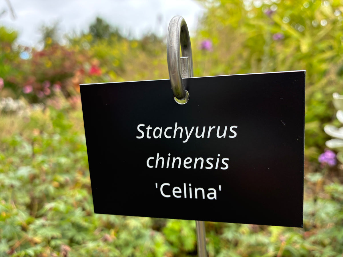 Stachyurus chinensis 'Celina' - Plant label