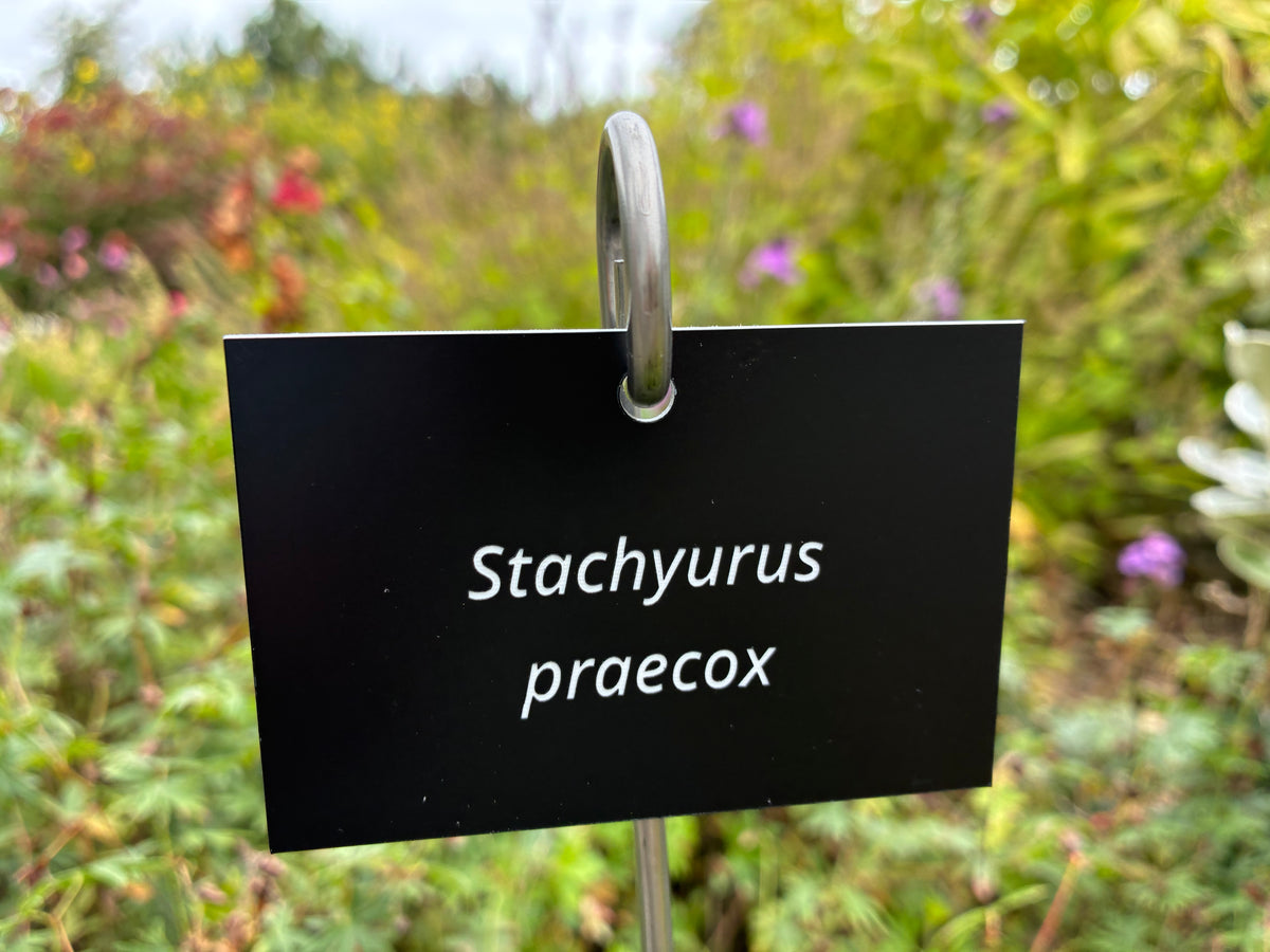 Stachyurus praecox - Plant label
