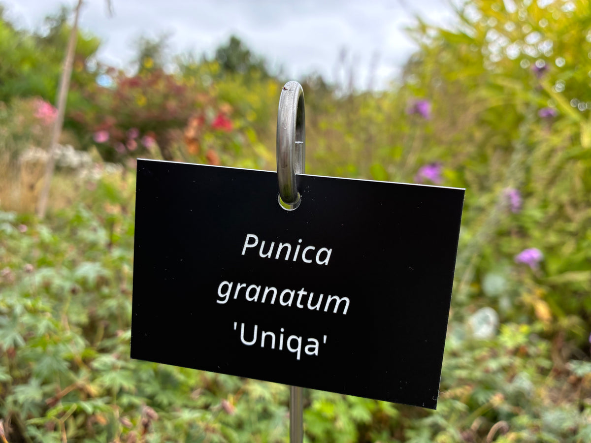 Punica granatum 'Uniqa' - Plant label