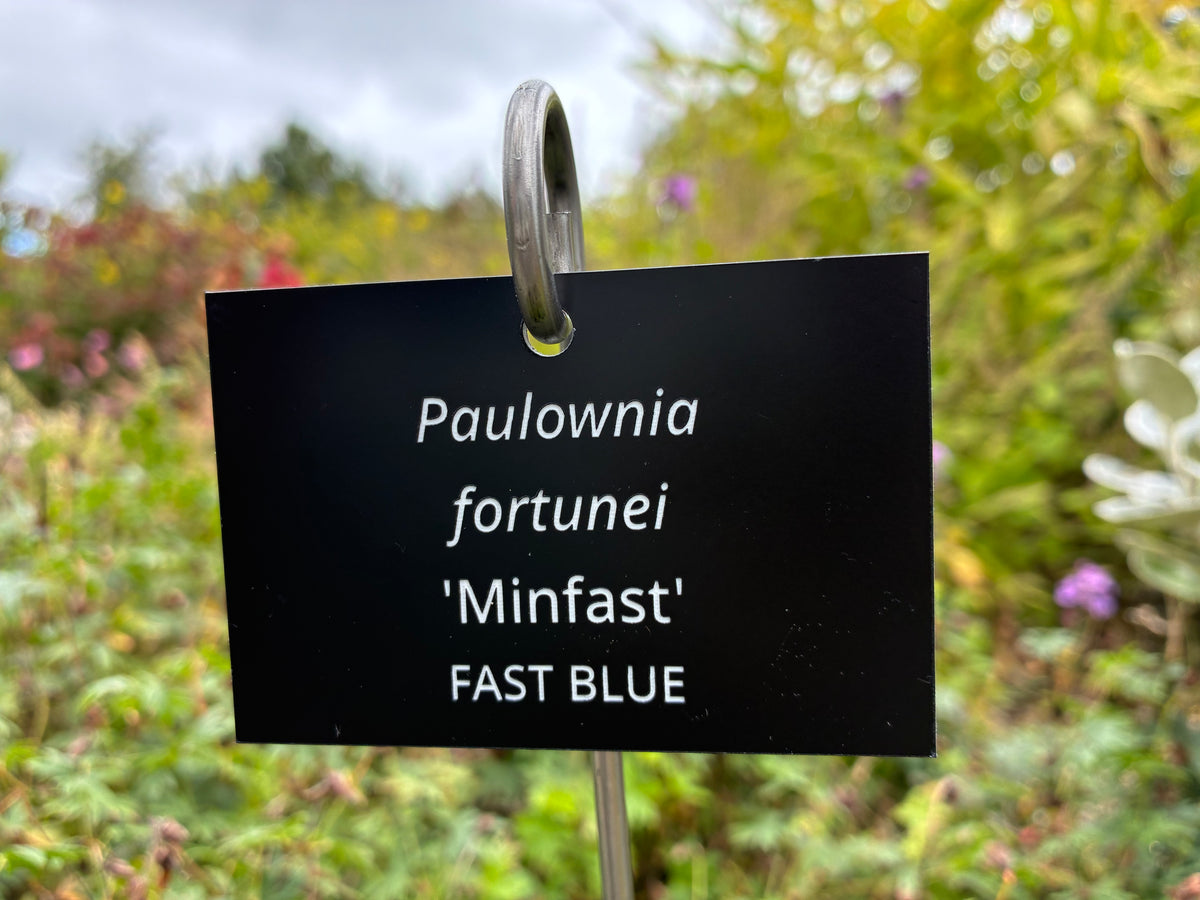 Paulownia fortunei 'Minfast' FAST BLUE - Plant label