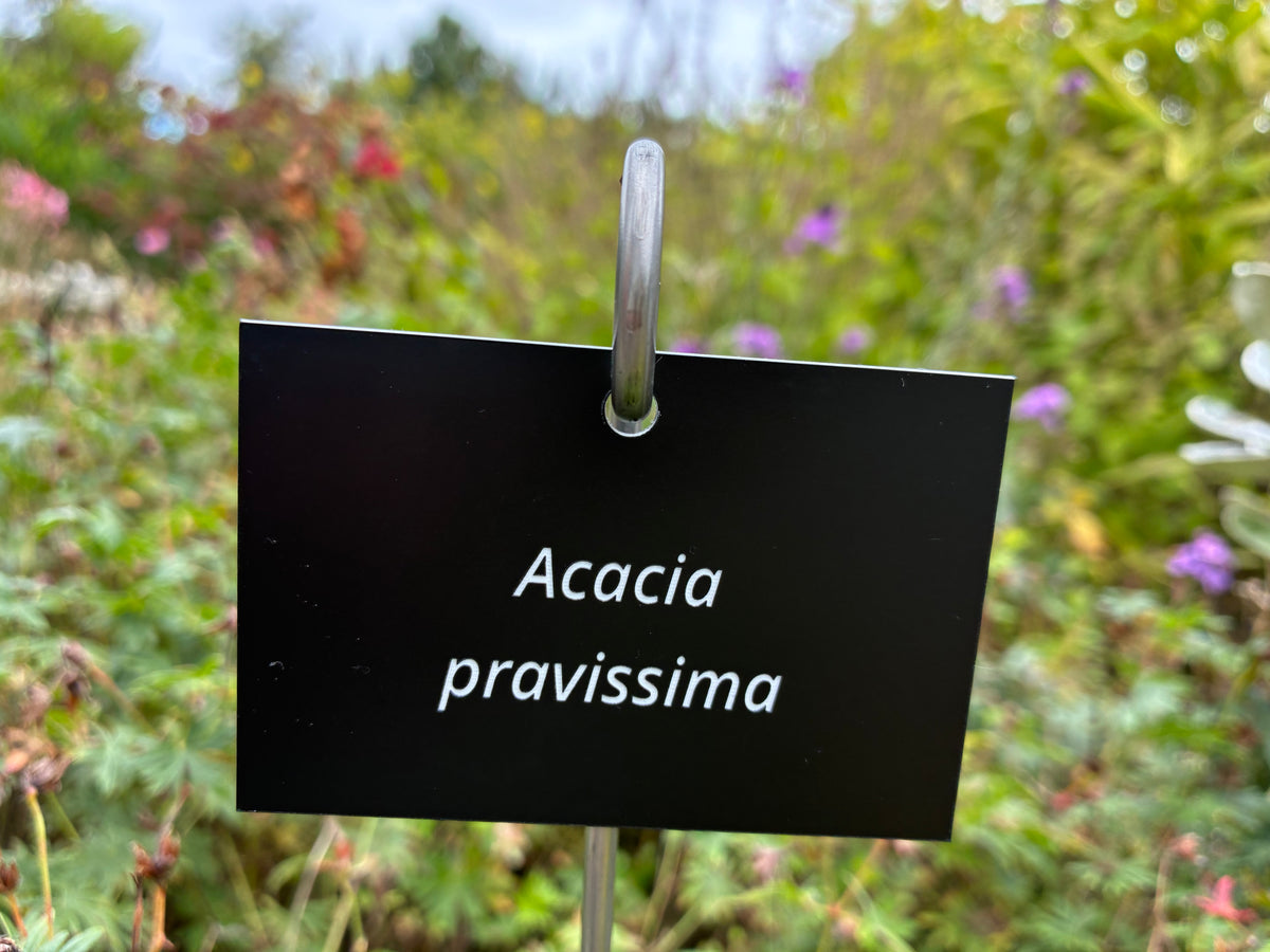 Acacia pravissima - Plant label
