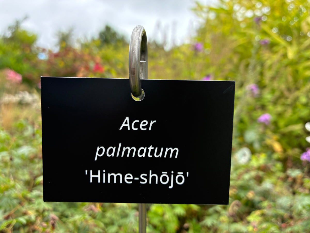 Acer palmatum 'Hime-shōjō' - Plant label
