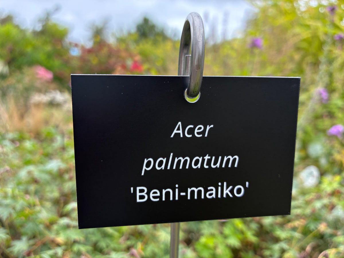 Acer palmatum 'Beni-maiko' - Plant label