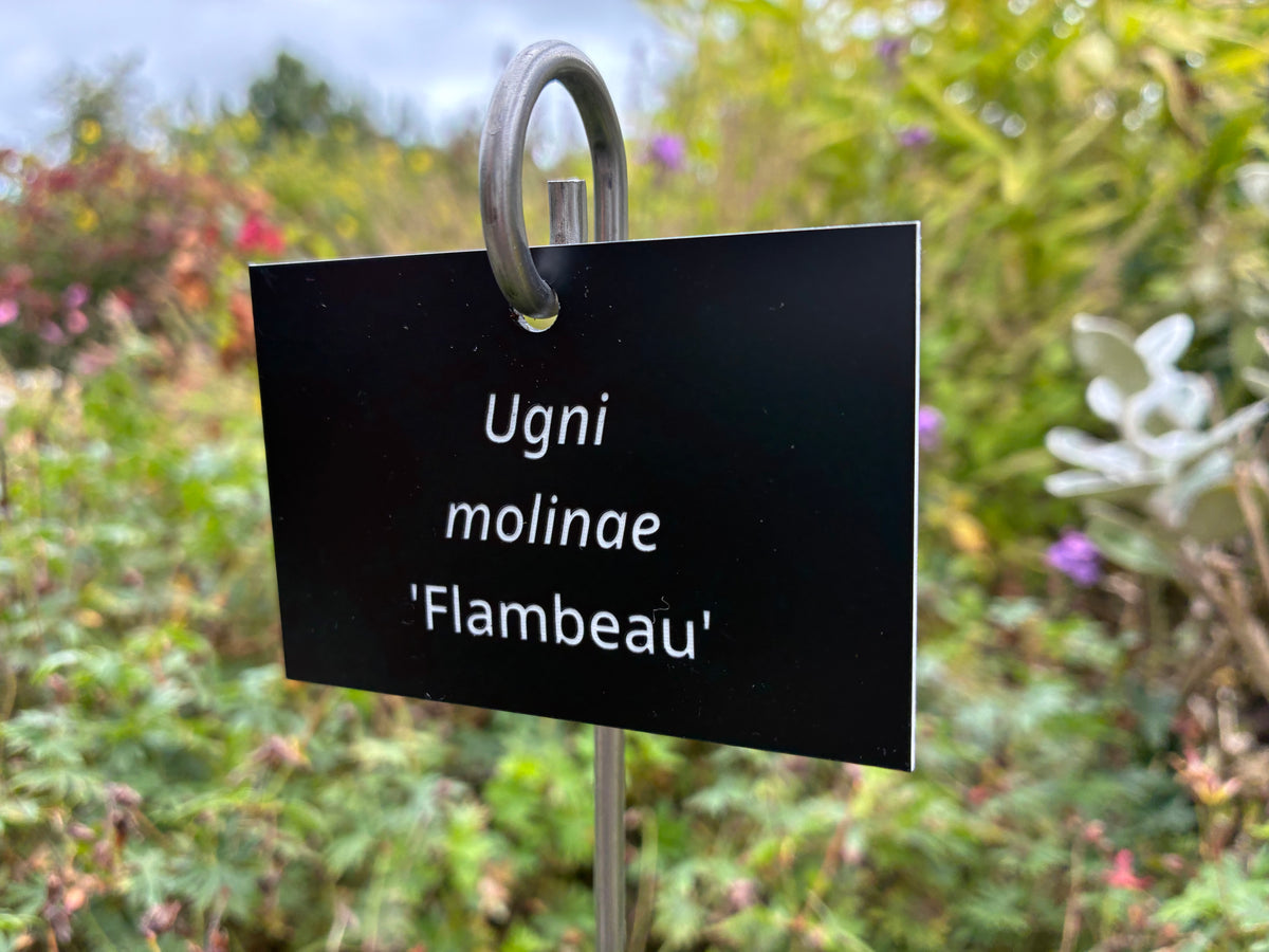 Ugni molinae 'Flambeau' - Plant label