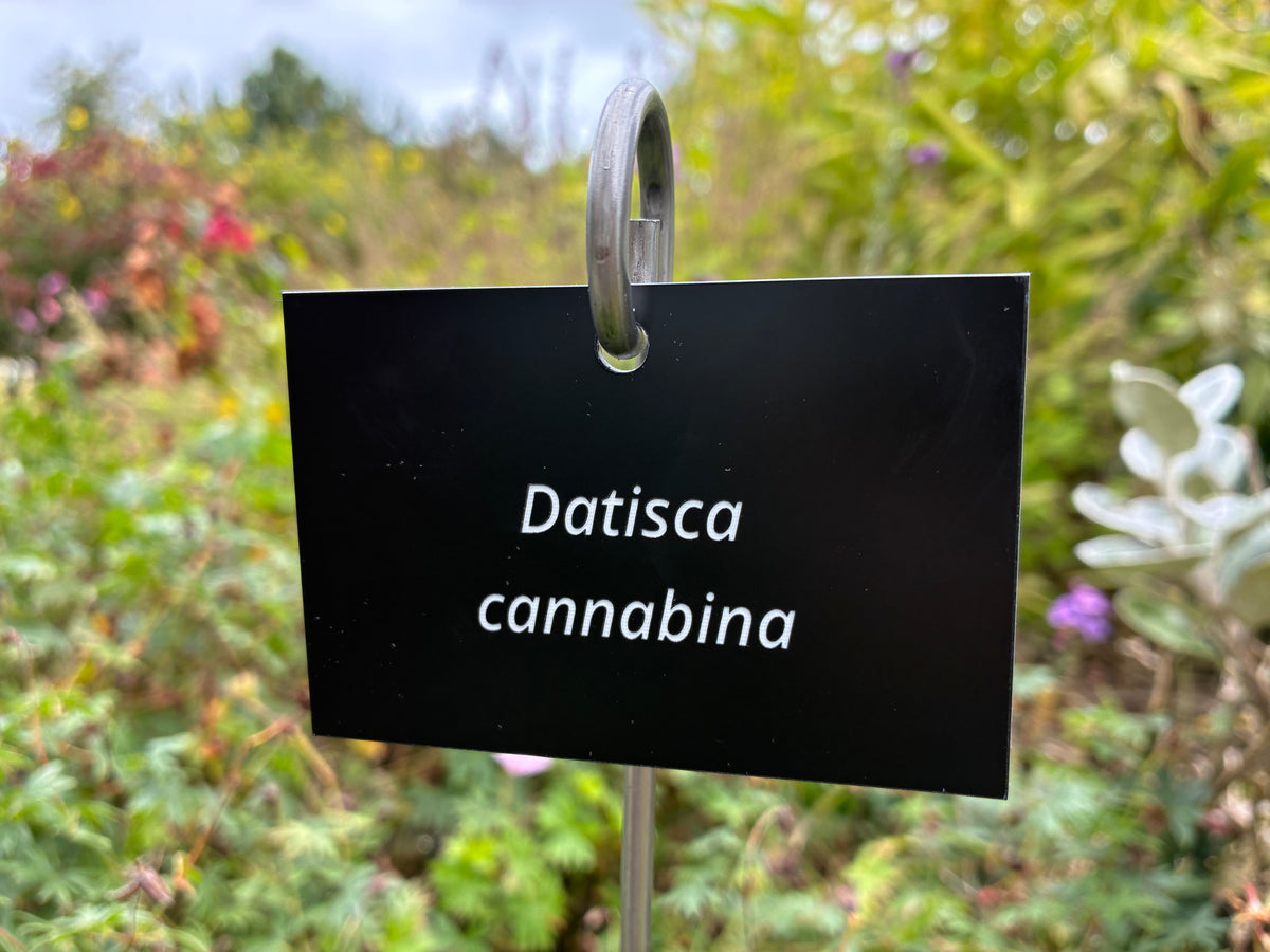 Datisca cannabina - Plant label
