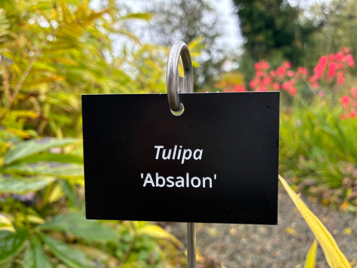 Tulipa 'Absalon' - Plant label