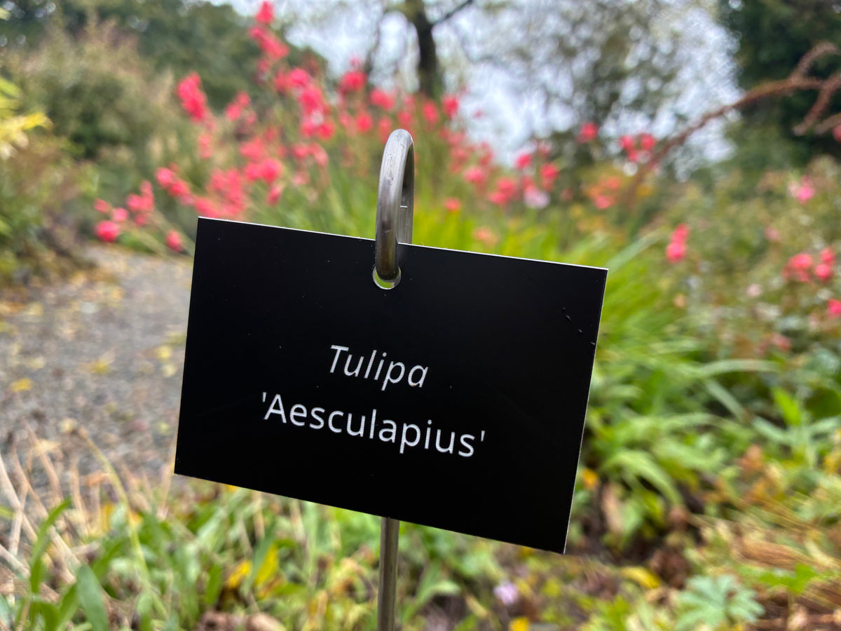 Tulipa 'Aesculapius' - Plant label