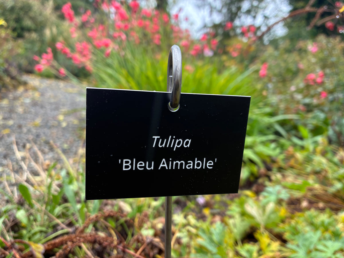 Tulipa 'Bleu Aimable' - Plant label
