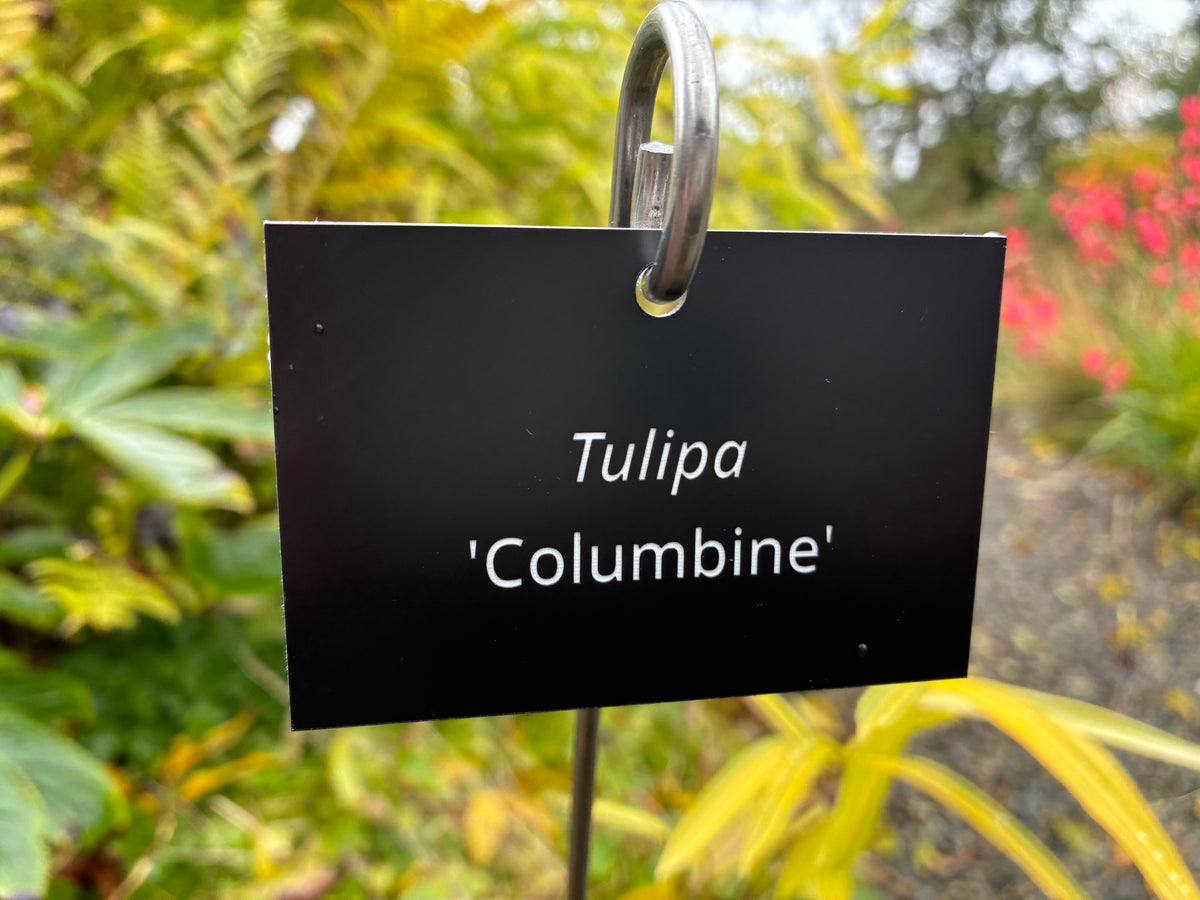 Tulipa 'Columbine' - Plant label