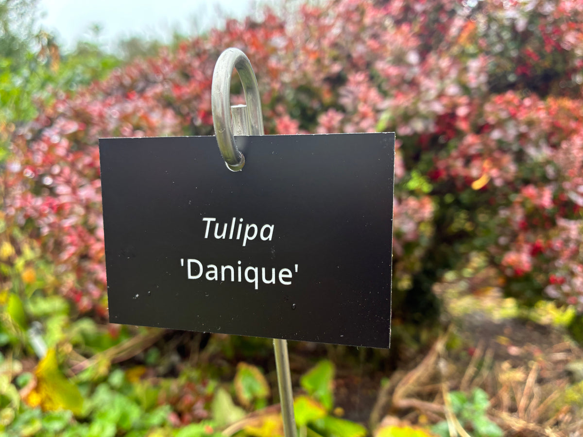 Tulipa 'Danique' - Plant label