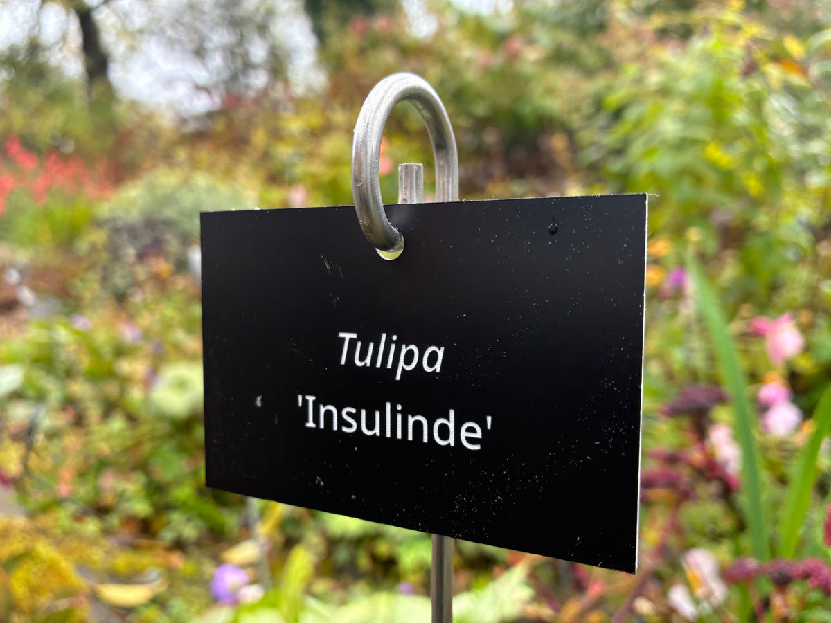 Tulipa 'Insulinde' - Plant label