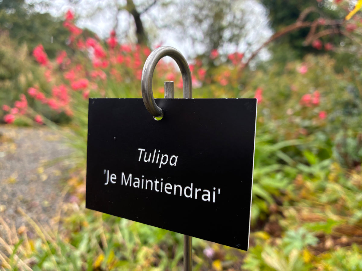 Tulipa 'Je Maintiendrai' - Plant label