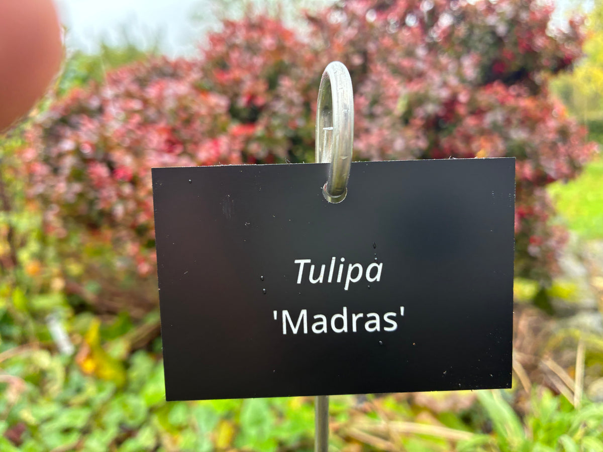 Tulipa 'Madras' - Plant label
