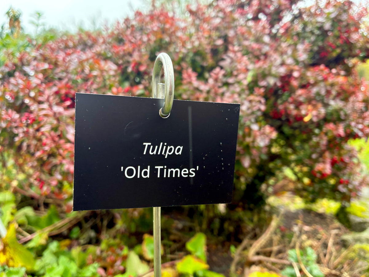 Tulipa 'Old Times' - Plant label