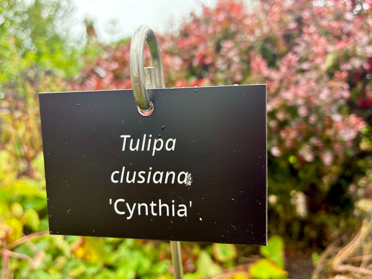 Tulipa clusiana 'Cynthia' - Plant label