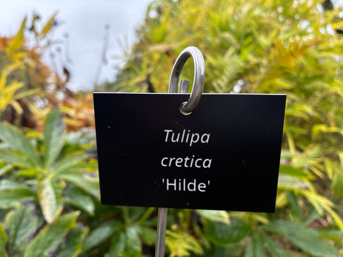 Tulipa cretica 'Hilde' - Plant label